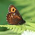 クモマベニヒカゲ（本州亜種、学名：Erebia ligea takanonis）、木曽駒ヶ岳にて、長野県指定天然記念物の高山蝶、環境省のレッドリスト（準絶滅危惧種）