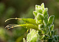 Eremophila subfloccoa