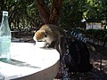 A monkey drinking tea in Sodere