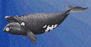 セミクジラのサムネイル