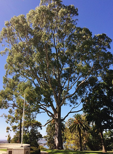 File:Eucalyptus camaldulensis - Queen's Tree - Kings Park.jpg
