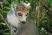 List Of Mammals Of Madagascar