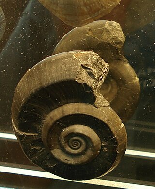 <span class="mw-page-title-main">Euomphalidae</span> Extinct family of gastropods