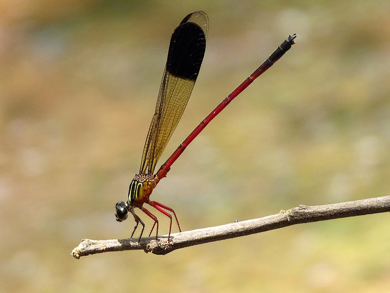 File:Euphaea fraseri male at Kadavoor.jpg