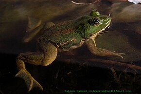 Euphlyctis hexadactylus2 sal.jpg görüntüsünün açıklaması.