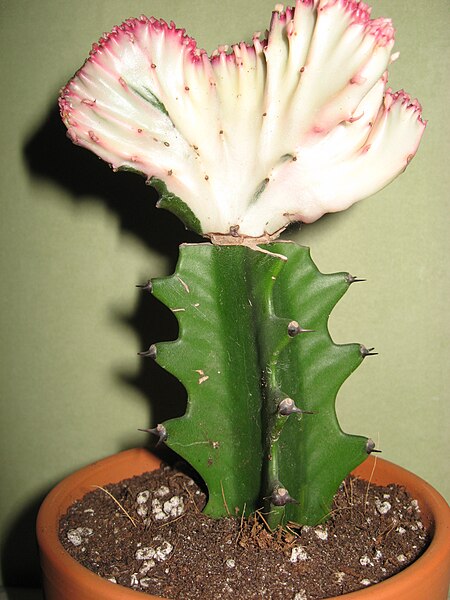 File:Euphorbia lactea f. cristata.JPG