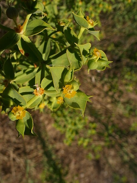 File:Euphorbia pithyusa 4 Sos Alinos 17072014 40.4322017, 9.7584315.jpg