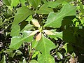 Miniatura para Euphorbia heterophylla