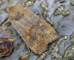 Satellite winter owl (Eupsilia transversa)