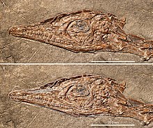 The skull of PIMUZ T 4822, a specimen of Macrocnemus bassanii European Macrocnemus skull.jpg