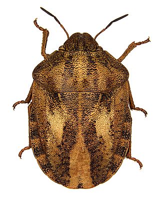 <i>Eurygaster testudinaria</i> Species of true bug