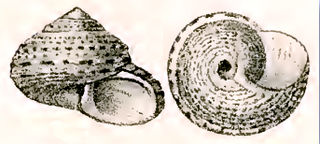 <i>Eurytrochus concinnus</i> Species of gastropod