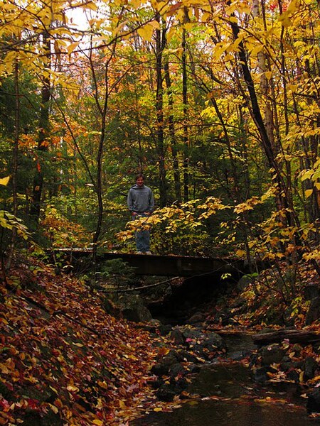 File:Fall Leaves.JPG