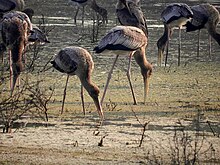 Group of painted storks in one of the wetland habitation in Keoladeo National Park Family Breakfast.jpg