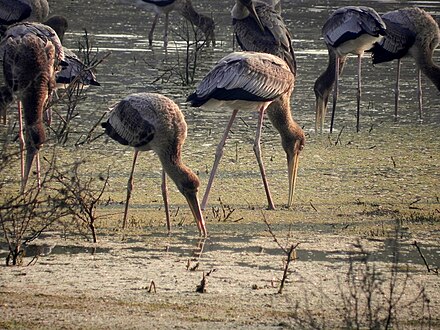 Group of painted storks in one of the wetland habitation in Keoladeo National Park, located in Bharatpur district of Rajasthan, India