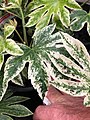 Fatsia japonica spiderweb.jpg