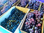 Examples of grape varieties on display at the Festa da Uva