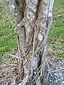 Ficus aurea (Florida strangler fig) (Sanibel Island, Florida, USA) 7 (25308156700).jpg