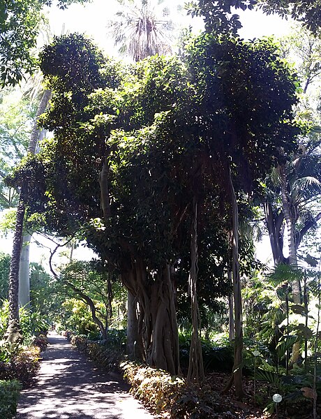 File:Ficus rubiginosa 02.jpg
