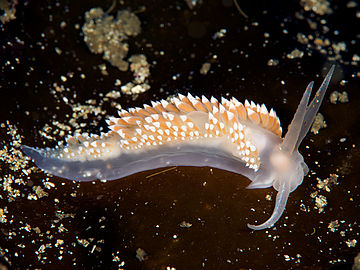 Coryphella verrucosa