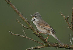 Flickr - Rainbirder - Common Whitethroat (Sylvia communis).jpg