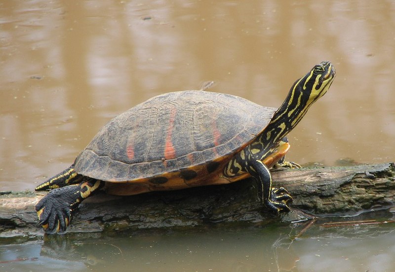 File:Florida Redbelly Turtle.jpg