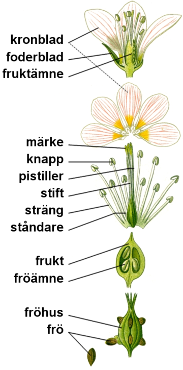 Morfologi (biologi)