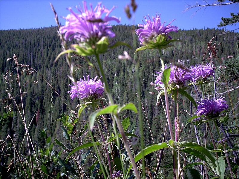 File:Flowers in the sun3.JPG