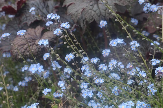 Forget-me-nots in the gardens at Tredegar House.