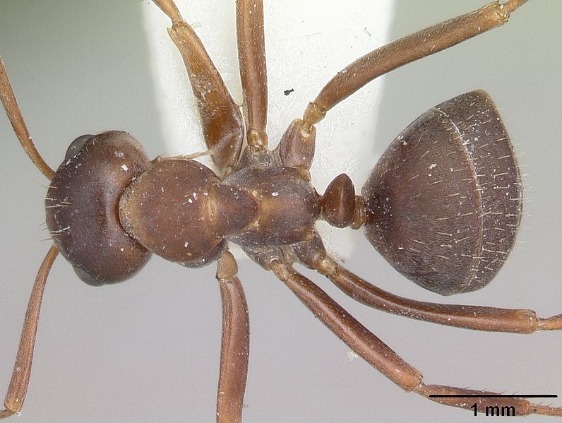 File:Formica postoculata casent0105757 dorsal 1.jpg