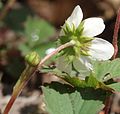 Fragaria iinumae (flower s3).jpg