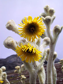 Espeletia schultzii Frailejon Espeletia schultzii.jpg