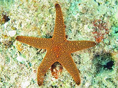 File:Fromia indica - Watsons Bay.jpeg (Category:Echinoderms of Queensland)