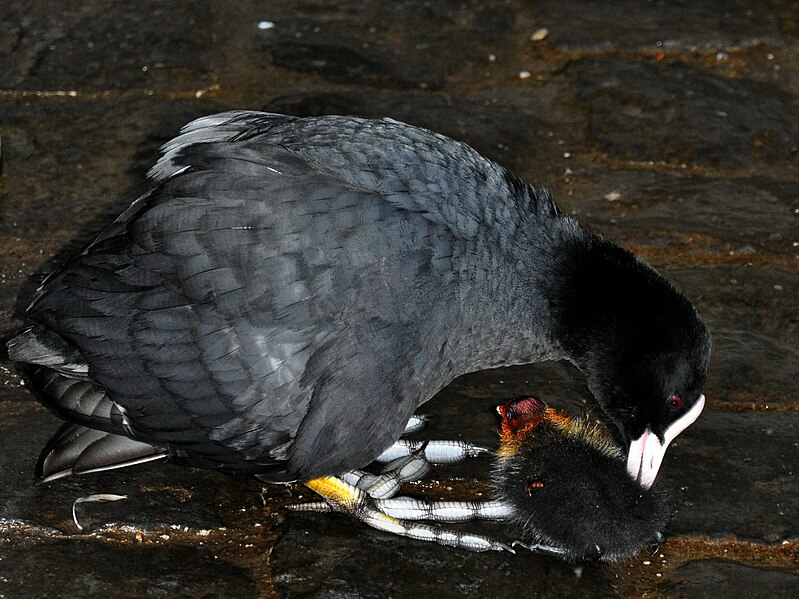 File:Fulica atra (Küken) - Utoquai 2011-06-27 21-16-06.JPG