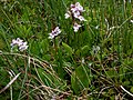 Galearis rotundifolia