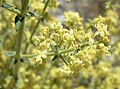 staminate plant, Spring Mountains, NV