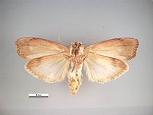 Galleria mellonella - Wikipedia