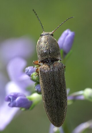 <span class="mw-page-title-main">Dendrometrinae</span> Subfamily of beetles