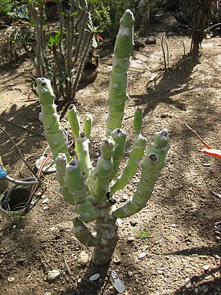 <i>Euphorbia caducifolia</i> Species of succulent flowering plant in the family Euphorbiaceae