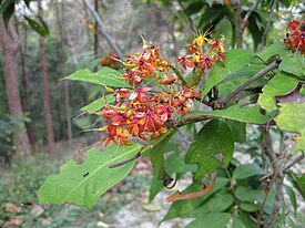 Цветущее растение, Queen Sirikit Botanic Garden[en], Таиланд