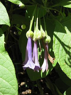 <i>Iochroma warscewiczii</i> Species of plant