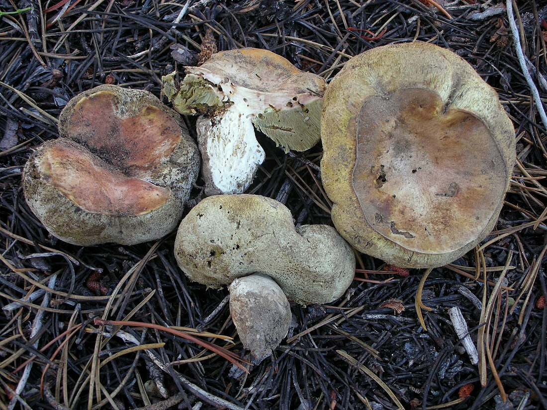 Boletus subalpinus