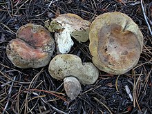 Gastroboletus subalpinus 171207.jpg