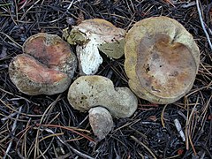 Gastroboletus subalpinus: fotografijŏ