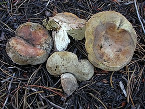 Afbeeldingsbeschrijving Gastroboletus subalpinus 171207.jpg.