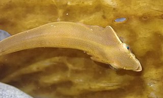 <span class="mw-page-title-main">New Zealand slender clingfish</span> Species of fish