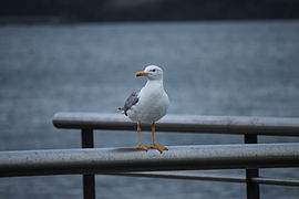 Gaviota patiamarilla (Larus michahellis) en Ferrol