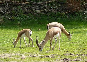 Gazelle: Merkmale, Verbreitung und Lebensraum, Lebensweise