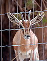 Gazelle Agadir ZOO.jpg