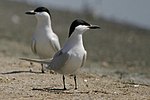 Thumbnail for Gull-billed tern